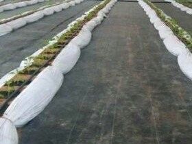 雑草を除き,水を保持するためのPET排水地質繊維布